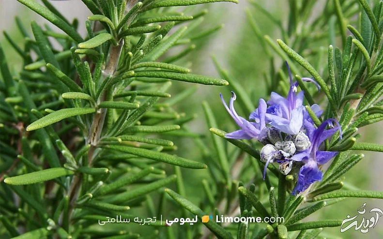 تداخل رزماری با داروهای دیگر